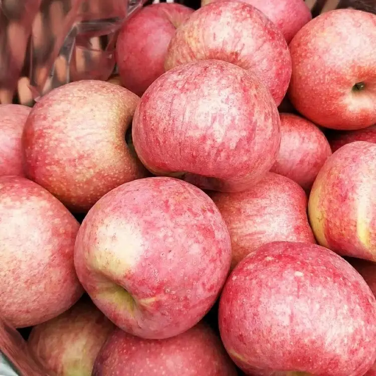 فاكهة تفاح طازج عالية الجودة من المصنع مباشرة من موزعي الجملة تصدير فاكهة حمراء لذيذة فاكهة تفاح طازج طازج