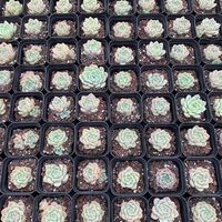 Pots de pépinière 1L Pots de propagation carrés en plastique Balcon Jardin Succulentes Pot de plante de fleur
