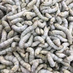 Alimento Ecológico para Mascotas SilkWorm, Proteína de Insectos, <span class=keywords><strong>Gusano</strong></span> de Seda Fresco Preservado - Product Image 5