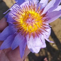 Cigarettes saines en gros à prix d'usine, fleur de lotus bleue apaisante, herbes séchées Nymphaea Caerulea