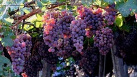Eerste Oogst Yunnan Jasmijn Pitloze Druiven Zoete Bulk Seizoensfruit Hele Doos Vers Geplukt