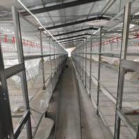 Équipement d'élevage de poulets de chair automatique galvanisé moderne, cage à poulets de chair de type H pour 60 à 80 poulets, un ensemble