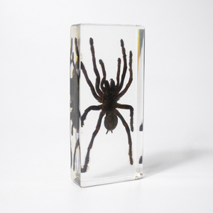 Espécimen de resina transparente Arañas de resina Artesanía para niños Insectos Taxidermia Araña Kits de especímenes conservados integrados - Product Image 2