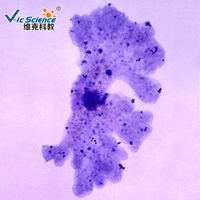Medical Parasitology Slides Amoeba Prepared Slides Animal Parasitology Slides