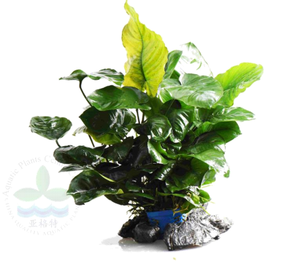 <span class=keywords><strong>Real</strong></span> Minibus Rongping <span class=keywords><strong>Aquarium</strong></span> Planten Voor Bloem Decoratie <span class=keywords><strong>Aquarium</strong></span> Decoratie - Product Image 5