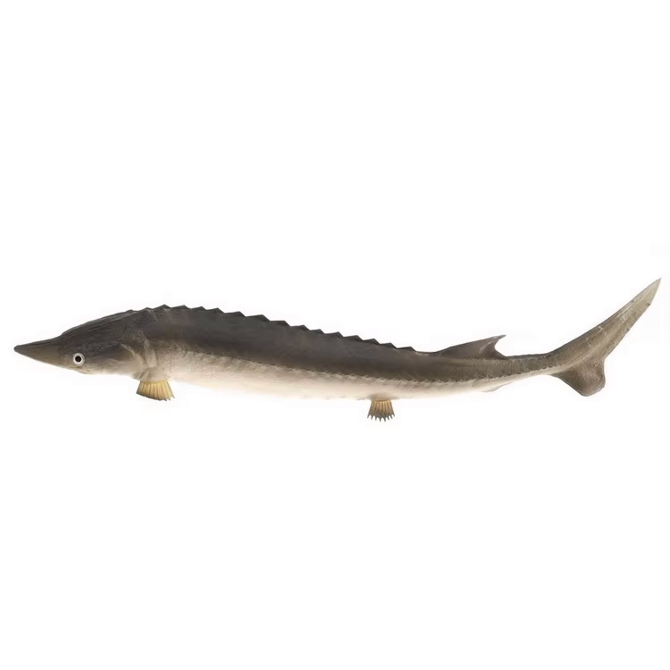 Chinese sturgeon