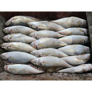 Fornecedor de peixes de cavala cavala congelada cauda amarela cavala cavala congelada preço novo - Product Image 5