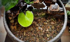 Levendig gekleurde keramiek, milieuvriendelijk aquariumsubstraat voor visbakdecoratie en terrariumlandschap - Product Image 5