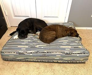 Funda para cama para mascotas, funda de asiento para perros, duradera, transpirable, sostenible, lavable a máquina - Product Image 3