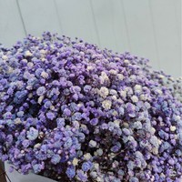 Bouquet de Gypsophile Fleurs Séchées Blanches 'Souffle de Bébé' pour Mariage ou Décoration d'Intérieur