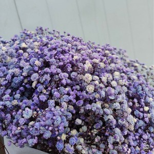 Bouquet di Gypsophila Fiori Conservati di Gypsophila Bianchi Fiori Secchi per Matrimoni o Decorazioni Domestiche - Product Image 6