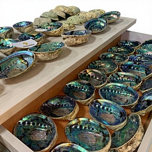 Wholesale <b>Abalone</b> <b>Shells</b> from Vietnam for Interior Design Resin Art and Handmade Artistic Creations - Product Image 1