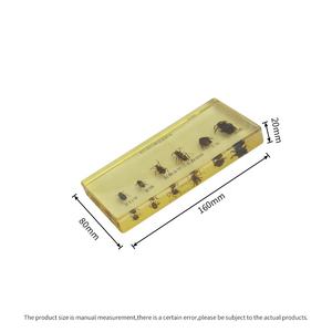Escarabajo que camina, abeja de miel, avispa de patas largas envainada corta, lombriz de tierra, abejorro, seis tipos de especímenes de insectos beneficiosos - Product Image 3