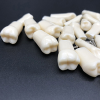 Pratique dentaire dents typodont dents Dent artificielle Modèle de dents en plastique