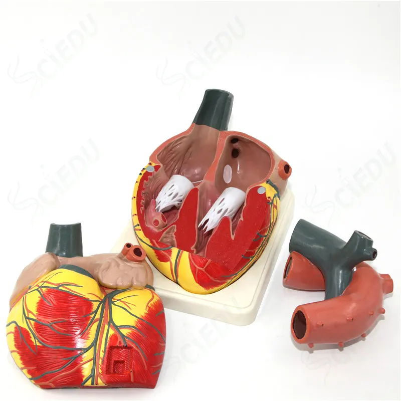 High Quality Human Big Heart Anatomy Model Medical Plastic Human Heart Anatomy Model Anatomy Human Heart Body Model