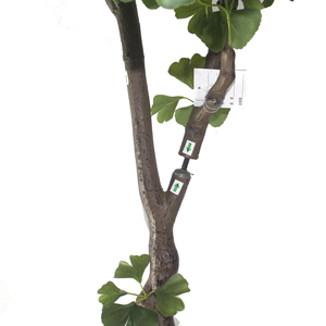 CHUANGFA Arbre artificiel réaliste de <span class=keywords><strong>Ginkgo</strong></span> <span class=keywords><strong>Biloba</strong></span> de 170 cm pour utilisation en extérieur/intérieur, décoration de mariage - Product Image 3