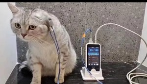 <span class=keywords><strong>Monitor</strong></span> Tanda <span class=keywords><strong>Vital</strong></span> Pasien Hewan Berkualitas Tinggi dengan Layar Sentuh Spo2 Nibp untuk Klinik dan Rumah Sakit - Product Image 6