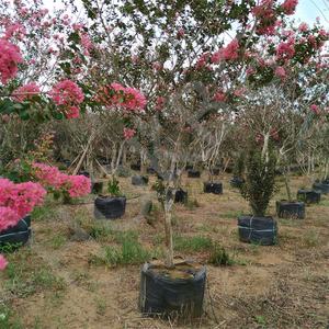 HOKBG anti-uv azienda agricola all'aperto ad alta resistenza 45 50 60 200 gallone grande PP tessuto piante nere da giardino per grape mirto - Product Image 2