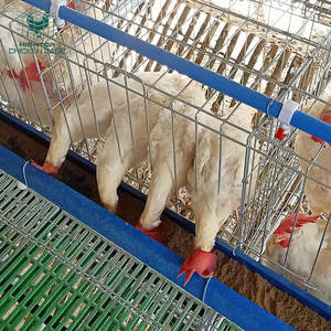 Batería tipo A para criar huevos, poner <span class=keywords><strong>pollos</strong></span>, gallinas, jaulas, nuevo, duradero y fácil <span class=keywords><strong>de</strong></span> instalar, certificado ISO9001 - Product Image 6