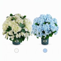 Tanaman Hydrangea Buatan Besar 70cm Warna Putih Biru dalam Pot, Hiasan Meja Rumah, Pernikahan, Pesta, Bunga dalam Pot