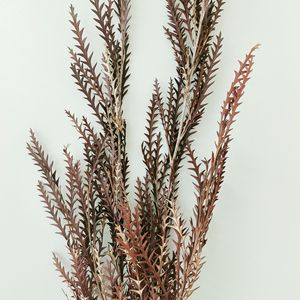 Venta de Fábrica, Hoja de Diente de Sable Eterna, Flores Secas Preservadas, Decoración para el Día de San Valentín, Larga Duración, Preservación de 3 a 5 Años - Product Image 3