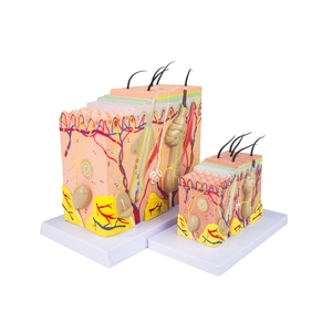 Medico Anatomia Umani Della <span class=keywords><strong>Pelle</strong></span> Modello per <span class=keywords><strong>la</strong></span> Scienza In Aula Studio Display Modello di Insegnamento come Cure Mediche - Product Image 5
