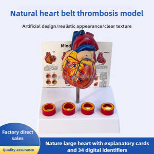 Modelo anatómico <span class=keywords><strong>de</strong></span> corazón humano <span class=keywords><strong>de</strong></span> tamaño real desmontable con trombo para ciencia médica - Product Image 2