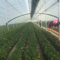 Nouvelle conception PVC hydroponique gouttière système de ravins petit matériau PE pour la culture de fraises dans une serre commerciale