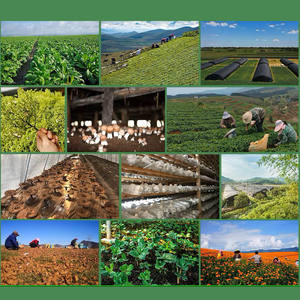 USP標準天然ゴボウ根エキスゴボウ粉末 - Product Image 5