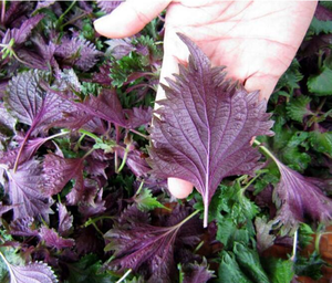 Экстракт листьев периллы - Product Image 3