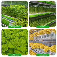 Grande Ferme Intelligente Sinok en Conteneurs – Système d'Agriculture Verticale Hydroponique pour la Culture de Légumes Feuillus et de Laitues – Agriculture Multi-Span