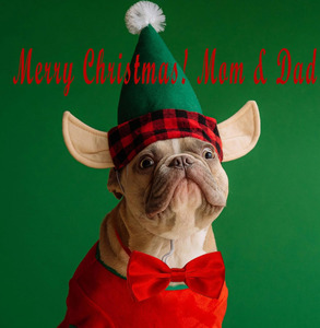 Noeud papillon et collier réglable de luxe rouge et noir pour chiens et chats, accessoires pour animaux de compagnie pour Halloween et Noël - Product Image 2