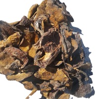 Champignons Suillus Luteus L Exfor, champignons sauvages bruts séchés entiers de Chine, à vendre