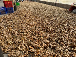 Gingembre frais séché de haute qualité, prix du marché par tonne, acheteurs en gros de gingembre pour l'exportation en Chine, gingembre jaune de qualité supérieure - Product Image 5
