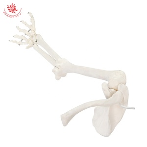 Modelo de Esqueleto Humano, Mano, <span class=keywords><strong>Ulna</strong></span>, Radio, Húmero con Modelo de Escápula y Clavícula (Tipo Colgante), Modelo de Hueso de Miembro Superior - Product Image 6