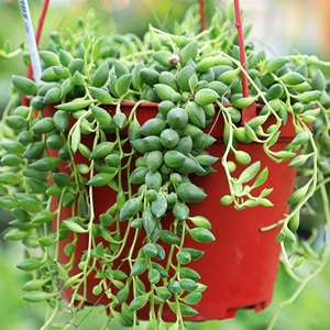 Wholesale Mountain Crest <b>GARDENS</b> Trailing Succulents Live <b>String</b> Plants Cascading Varieties Hanging Planters 2 Inch Pots Diverse - Product Image 1