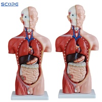 Cuerpo de simulación humana desmontable para hombre y mujer, modelo anatomico, Torso, 42cm