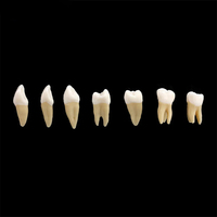 Venta al por mayor de fábrica, modelo de 28 dientes, modelo de diente dental falso práctico para demostración de enseñanza