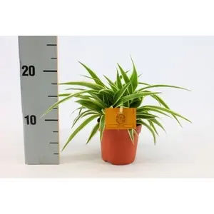 Plántulas, plantas, dispositivos ecológicos personalizados - Product Image 1