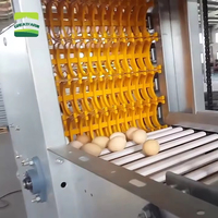 Machine de collecte d'œufs entièrement automatique, cage à plusieurs niveaux, système de collecte d'œufs automatique, équipement de collecte d'œufs pour élevage de volailles