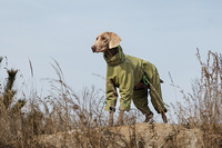 PETBUCK Manteau de Pluie Textile Classique Moderne Style Ferme pour Chien, Imperméable Toutes Saisons, Couleur Unie, Chaud et Confortable, Équipement Actif
