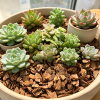 Copeaux de Corteau de Pin Bio de Luxe - Résistants aux Intempéries pour Allées de Jardin et Revêtement de Base d'Arbres