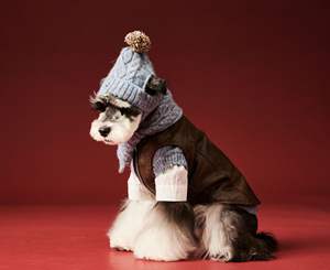 لوازم الكلاب من JXANRY ، إكسسوارات شناوتزر تيدي بير ، قبعة صوف + وشاح - Product Image 6