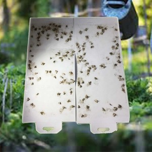 Hiệu quả kiểm soát côn trùng gián Fly TRAP có thể gập lại kiểm soát dịch hại Pantry Moth Fly dính bẫy - Product Image 1