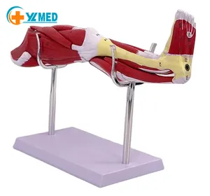 2023 New design Artificial Muscle leg Anatomy model for medical teaching use with 13PARTS Model