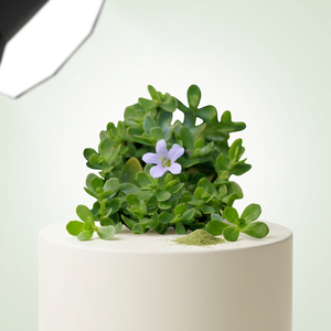 Fabricante de Extracto de Brahmi en Polvo de Calidad, Extracto de Brahmi Puro, Proveedor Mayorista de Hierbas Naturales - Product Image 1