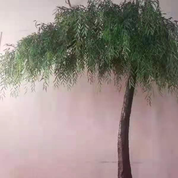 shop bonsai Wisdom Bonsai Pop-Up Houseplant – Watson's Greenhouse