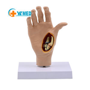 जीवन का आकार दाएं हाथ हड्डी संयुक्त मॉडल हाथ टेंडन लिगामेंट मांसपेशी मानव शरीर रचना गठिया पैथोलॉजिकल विकृति हाथ मॉडल - Product Image 1