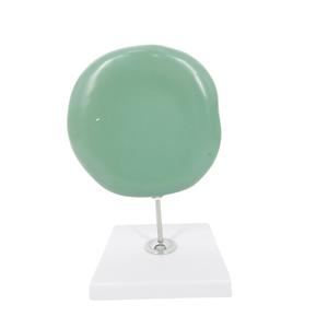 Modelo de Ojo Gigante de PVC de ADA Medical Science, Sección de Piel, ADA-313-3/ADA-316, para Demostración de Enfermedades, Herramienta de Enseñanza Médica, Shanghái - Product Image 3