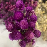 Globe amarante séchée en gros, Gomphrena multicolore naturelle, Gomphrena Globosa séchée pour la décoration intérieure